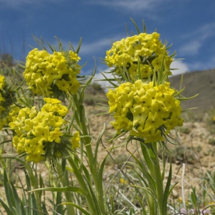 Arnebia densiflora